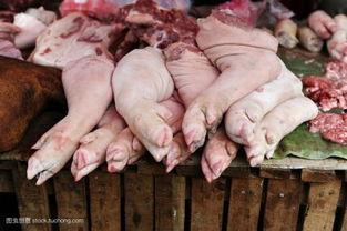 前脚的图片,揭秘动物行踪之谜”