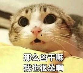 饥寒交迫表情包,描绘生活艰辛的幽默瞬间